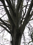 SX22069 Tree split into many branches.jpg